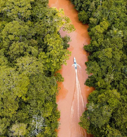 Amazon rainforest canopy
