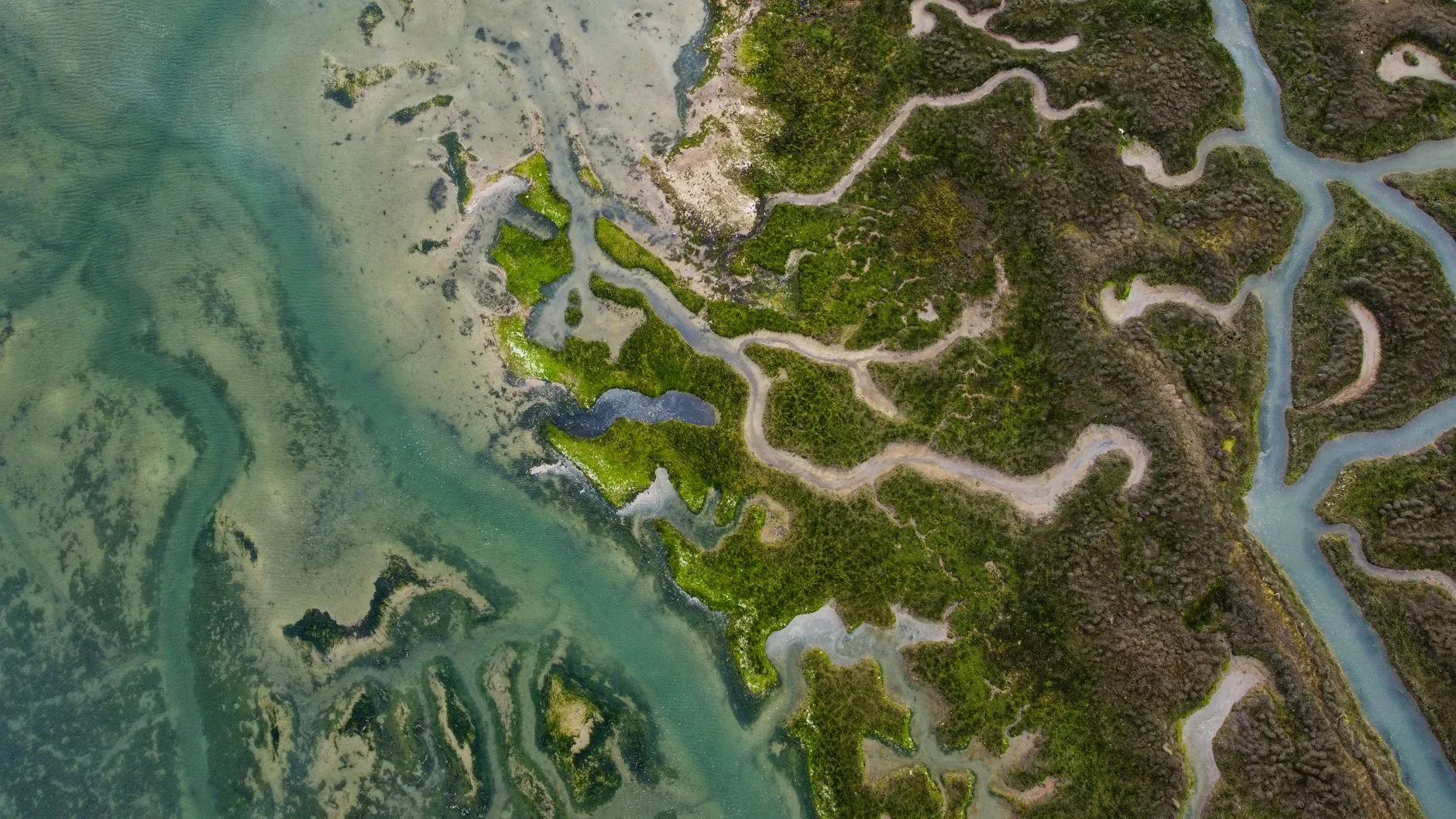 Tidal channels through salt marsh from above